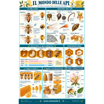 Poster "Il Mondo delle Api" - 32x47 cm