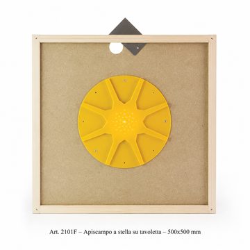 Apiscampo_stella_12favi