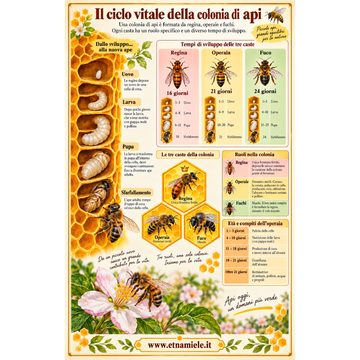 Poster "Il Ciclo Vitale della Colonia di api" - 32x47 cm